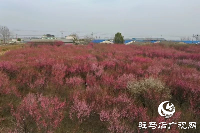 泌陽王店鎮(zhèn)高樓村：百畝梅花繪就生態(tài)文旅新畫卷