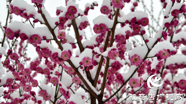 駐馬店雙龍公園：雪舞梅香 詩(shī)意盎然