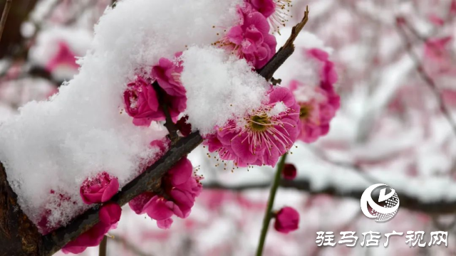 駐馬店雙龍公園：雪舞梅香 詩(shī)意盎然