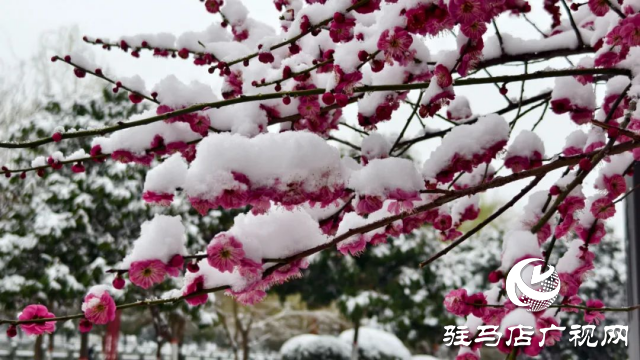 駐馬店雙龍公園：雪舞梅香 詩(shī)意盎然