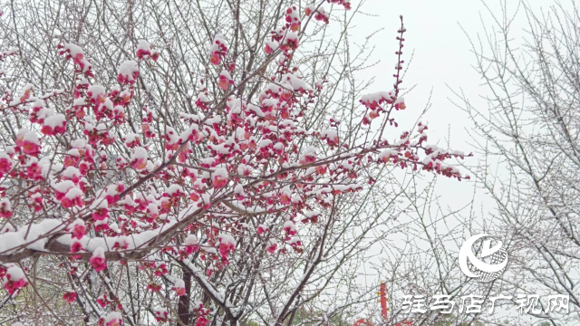 駐馬店雙龍公園：雪舞梅香 詩(shī)意盎然