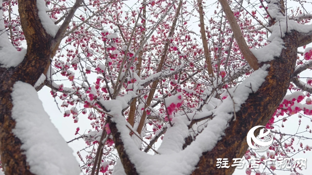 駐馬店雙龍公園：雪舞梅香 詩(shī)意盎然