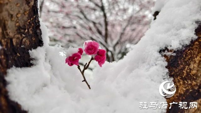 駐馬店雙龍公園：雪舞梅香 詩(shī)意盎然