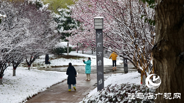 駐馬店雙龍公園：雪舞梅香 詩(shī)意盎然