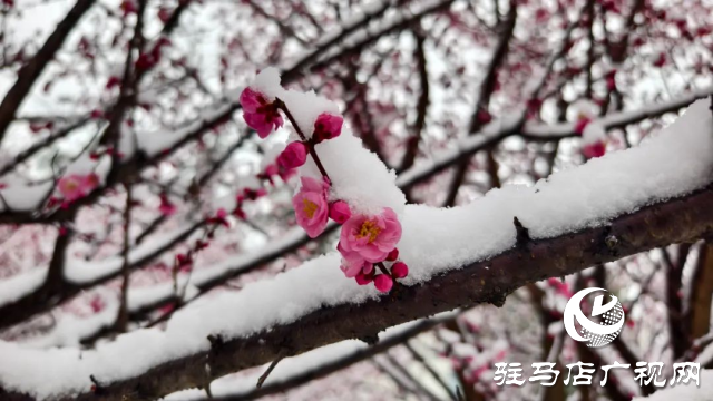 駐馬店雙龍公園：雪舞梅香 詩(shī)意盎然