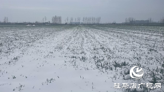 駐馬店：“及時(shí)雪”潤(rùn)澤萬(wàn)畝麥田 種糧大戶(hù)喜笑顏開(kāi)