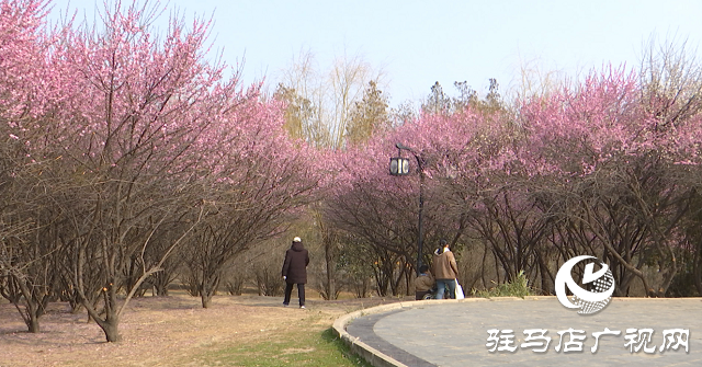 正陽(yáng)縣：梅花競(jìng)相綻放 踏青賞花正當(dāng)時(shí)