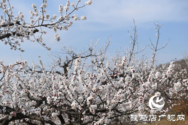 百畝繁花驚艷綻放 游客邂逅夢(mèng)幻花海