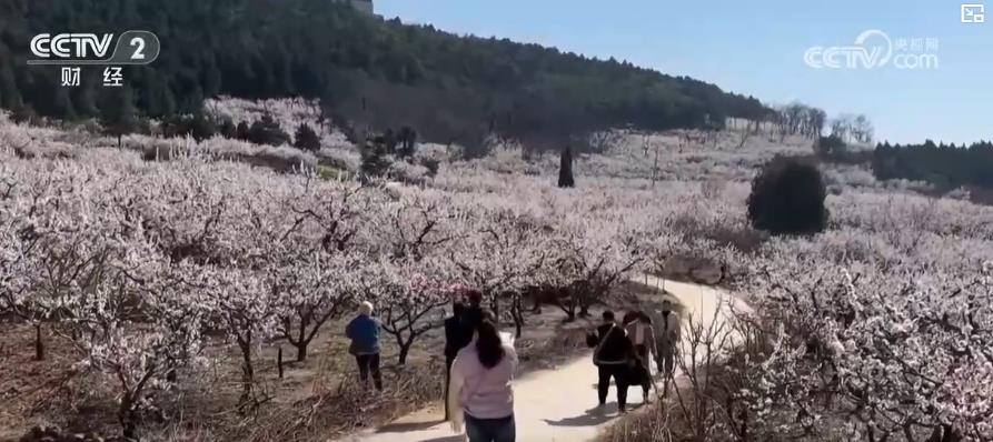 以“花”為媒、以“旅”促農(nóng) 勾勒鄉(xiāng)村振興新圖景