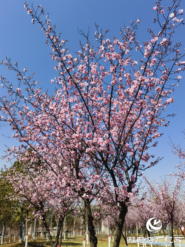 確山縣住建局喊話:公園花已開(kāi)等你來(lái)打卡