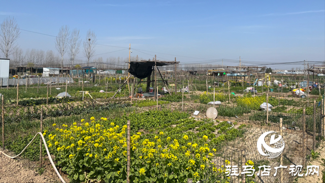 駐馬店興起共享菜園 市民化身都市陶淵明樂(lè)享種菜自由