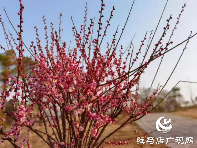 確山縣住建局喊話:公園花已開(kāi)等你來(lái)打卡