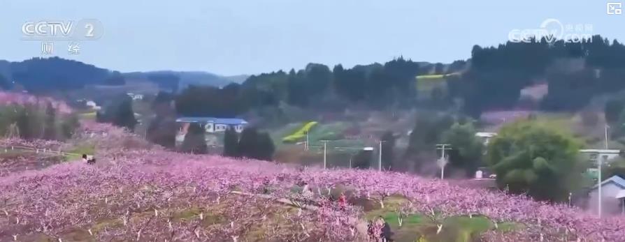 以“花”為媒、以“旅”促農(nóng) 勾勒鄉(xiāng)村振興新圖景