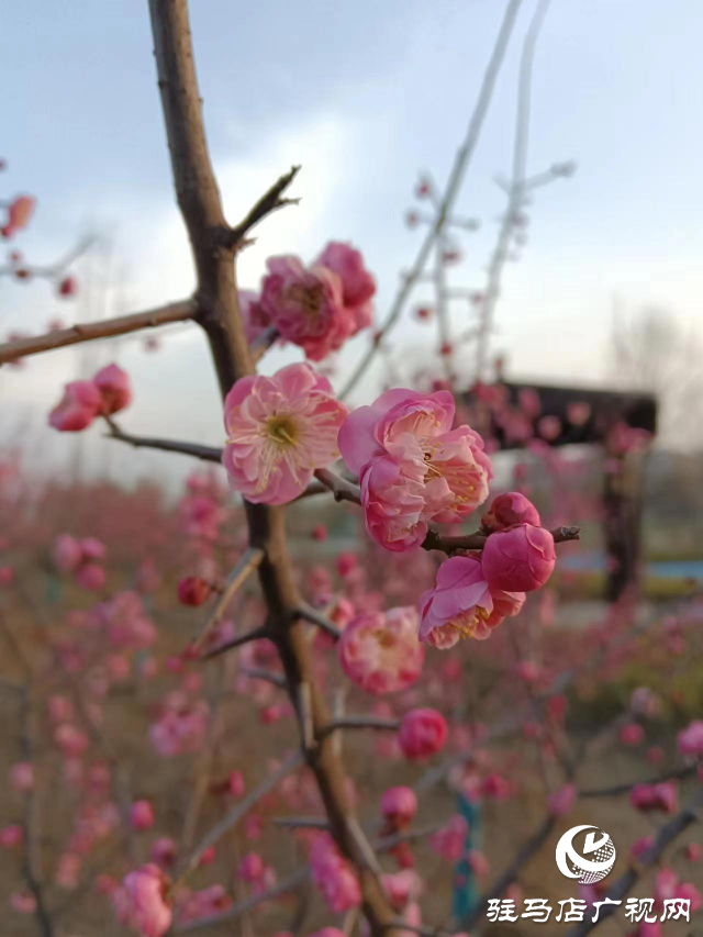 確山縣住建局喊話:公園花已開(kāi)等你來(lái)打卡