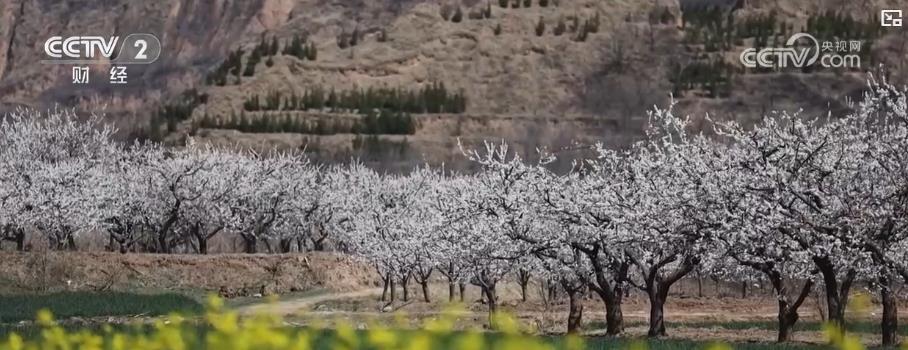 以“花”為媒、以“旅”促農(nóng) 勾勒鄉(xiāng)村振興新圖景