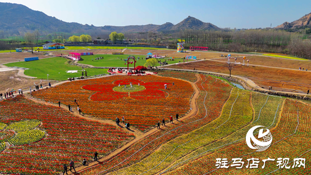 遂平嵖岈山郁金香園：花開(kāi)迎客來(lái) 芳華惹人醉