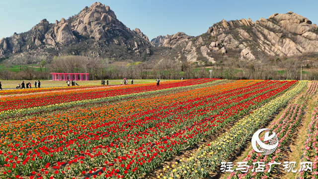 遂平嵖岈山郁金香園：花開(kāi)迎客來(lái) 芳華惹人醉