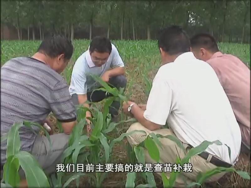 我市各地抓住雨后有利時機 及時開展以除草防病補苗為主的秋田管理